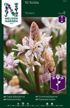 Bild Tidig blåstjärna 'Rosea' 10st