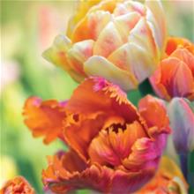 Bild Tulpan LM 'Flaming Spring' mix
