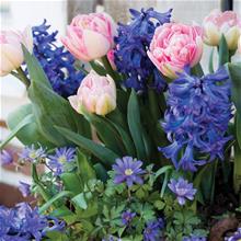 Bild LM 'Romantic Garden' mix 23st