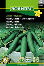 Bild Salladsgurka 'Iznik F1 Hybrid', frö