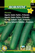 Bild Frilandsgurka 'Moneta', frö