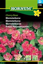 Bild Blomsterkrasse 'Cherry Rose' frö