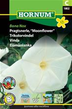 Bild Månvinda 'Bona Nox', frö