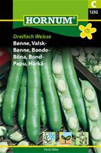 Bild Bondböna 'Dreifach Weisse', frö