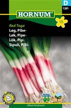 Bild Piplök 'Red Toga', frö