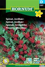 Bild Jordgubbsspenat frö