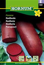 Bild Rödbeta 'Forono' (Såband)