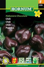 Bild Chili 'Habanero Chocolate', frö