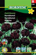 Bild Blåklint 'Dark Beauty', frö