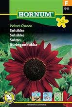 Bild Solros 'Velvet Queen' frö