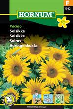 Bild Solros 'Pacino' frö