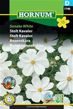 Bild Rosenskära 'Sonata White' frö