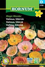 Bild Sibirisk Vallmo 'Magic Wonder', frö