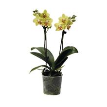 Bild HORNUM Orkidépinne, trä, grön 10st