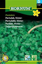 Bild Vinterportlak 'Postelein', frö