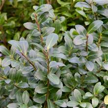 Bild Japansk järnek 3-4L