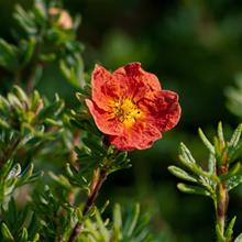 Bild Trädgårdstok 'Red Ace' 3-3,5 L