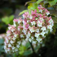 Bild Flikhortensia'Snowcicle' 4L
