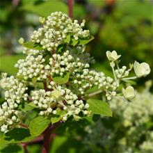 Bild Vipphortensia 'Wim's Red' 5 L