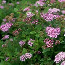 Bild Praktspirea ‘Little Princess’  3-3,5 L