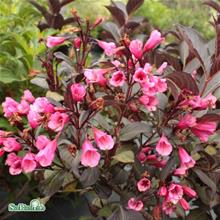 Bild Rosenprakttry 'Alexandra' 3-3,5 L