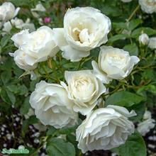 Bild Rabattros 'Schneewittchen' (Iceberg) 20cm kruka