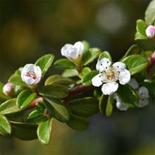 Bild Svenskt parkoxbär 'Coral Beauty' 1,5-2 L