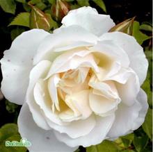 Bild Modern buskros 'Champagne Wishes' (Easy Elegance) 4 L