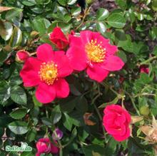 Bild Modern Buskros 'Tommelise' 20cm kruka