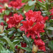 Bild Forrestii-rododendron 'Scarlet Wonder' 2-3 L