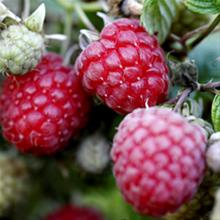 Bild Trädgårdshallon 'Glen Ample' 3-5 L