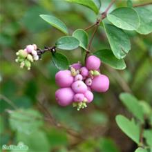 Bild Doorenbossnöbär 'Amethyst' 3-3,5 L