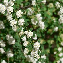 Bild Bukettspirea 10-p barrotad 30-50cm