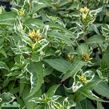 Bild Kantgetris 'Cool Splash' 3-3,5 L