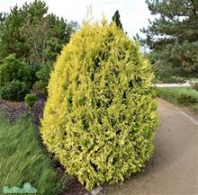 Bild Tuja GOLDY 1,5-2 L