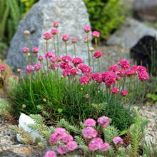 Bild Trift Abbey 'Deep Rose' 17cm kruka