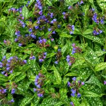 Bild Lungört 'Trevi Fountains' 17-19 cm kruka