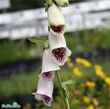 Bild Fingerborgsblomma 'Pam's Choice' 9cm kruka