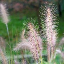 Bild Orientborstgräs 'Flamingo' 9cm kruka