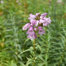 Bild Penstemon 'Sour Grapes' 9cm kruka