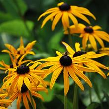 Bild Strålrudbeckia 'Goldsturm' 9cm kruka