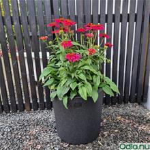 Bild Lindesbergskrukan 'Tube Medium' Svart