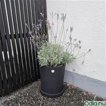 Bild Växa of Sweden 'Round' Medium