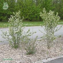 Bild Häggmispel fk Falun E 3,5 L