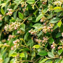 Bild Häckoxbär 3-3,5 L