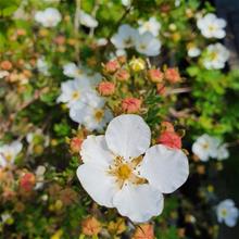 Bild Trädgårdstok 'Abbotswood' 3-3,5 L
