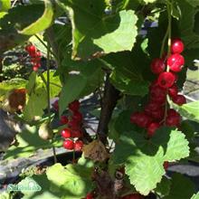 Bild Röda vinbär RÖDA HOLLÄNDSKA 3,5 L