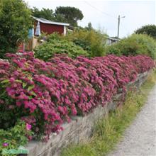 Bild Rosenspirea  'Anthony Waterer' 3-3,5 L