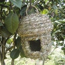 Bild Näste Gräs 20 cm