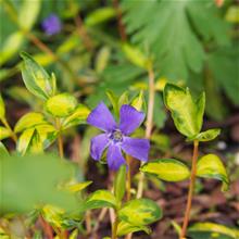 Bild Vintergröna 'Variegated Golden' 17-19cm kruka